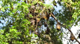 Flying Foxes of Cairns, Australia