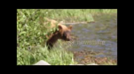 California Black Bear at Twin Lakes Campground