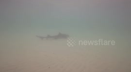 Leopard Sharks at La Jolla Shores