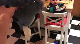 PUDGE THE PARALYZED PUGGLE - WEEK OF NOVEMBER 6, 2017