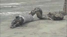 Python caught behind children's centre regurgitates cat