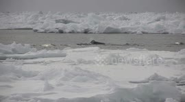 Narwhales feeding in pack Ice.