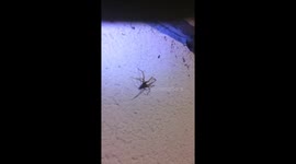 Are You Afraid Of Spiders ?