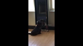 Dog barks at self in mirror