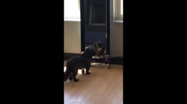 Dog barking at self in mirror