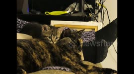 Craig-a-tron snuggling and bothering Calamity Jane