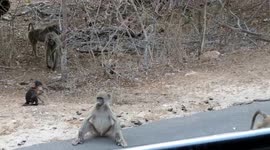 Baboon infant
