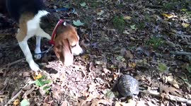 my dogs meet a turtle
