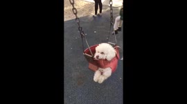 My mom took my dog out for “a walk “ and 10 minutes later I got this video https://t.co/pM9eUzhtbx