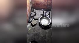 Two cobras fight for rat in southern China