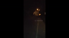 Elephant injured by car walking across the same road the next morning