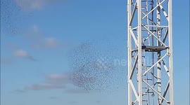 flock of starlings / vol d'étourneaux