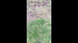 Two chihuahuas running after a whippet