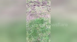 Newsflare Edit - Two chihuahuas running after a whippet