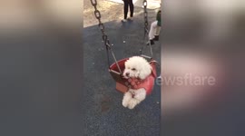 Newsflare Edit - My mom took my dog out for “a walk “ and 10 minutes later I got this video https://t.co/pM9eUzhtbx