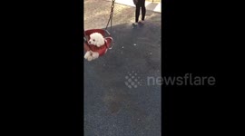 Newsflare Edit - My mom took my dog out for “a walk “ and 10 minutes later I got this video https://t.co/pM9eUzhtbx