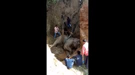 Marathon rescue effort pulls out adult elephant from 20-feet well