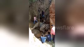 Newsflare Edit - Marathon rescue effort pulls out adult elephant from 20-feet well
