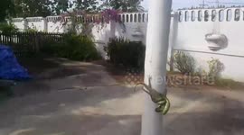 Brit finds snake and lizard in 'Mexican standoff' and helps the gecko