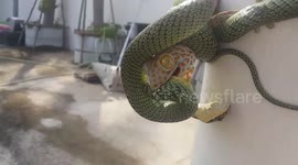 Brit finds snake and lizard in 'Mexican standoff' and helps the gecko