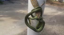 Brit finds snake and lizard in 'Mexican standoff' and helps the gecko