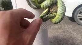 Brit separates snake and lizard in 'Mexican standoff'