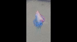 Portuguese man of war on perranporth beach cornwall