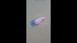 Portuguese man of war on perranporth beach cornwall