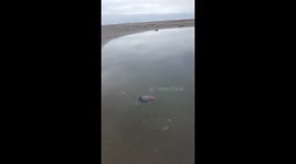 Portuguese man of war on perranporth beach in a pool of water cornwall