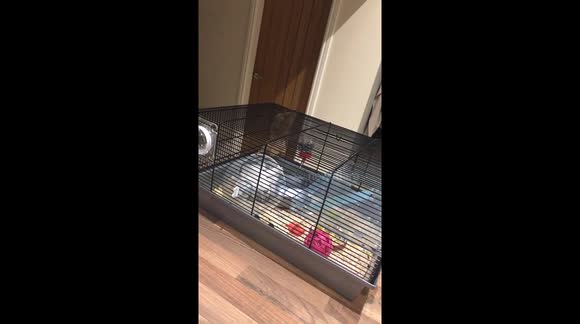 Hamster that thinks he’s Spider-Man!