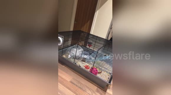 Newsflare Edit - Hamster that thinks he’s Spider-Man!