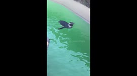 Penguin swimming