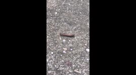Caterpillar doing the worm 