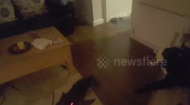 Cats going crazy for later light