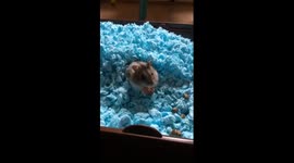 Hamster enjoying his lunch