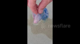Couple finds Portuguese man o' war on Cornish beach