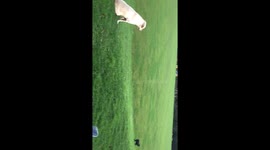 Labradors: One A Morning Person and One Not.