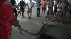 Woman finds 20ft long python sleeping in her toilet