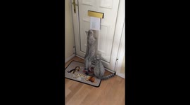 Kittens excited by the post
