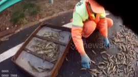 大连  皮卡撞了 交警帮忙“抓虾”