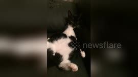 Newsflare Edit - Funny Cat Antics