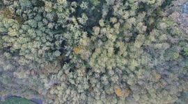 Slow-Mo Autumn Forest (Aerial)