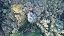 Slow-Mo Autumn Forest (Aerial) #2