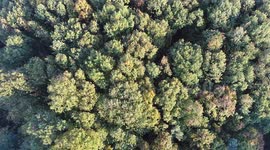 Slow-Mo Autumn Forest (Aerial) #3