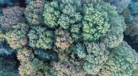 Slow-Mo Autumn Forest (Aerial) #4
