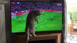 Cat excited by Arsenal v Spurs