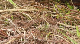 The adder is the UKs only poisonous snake