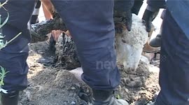 Dramatic! Sheep drowned in bitumen