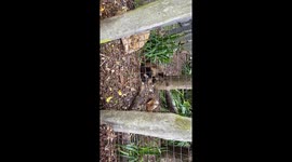 Monkey trying to break a screw with bit of wood