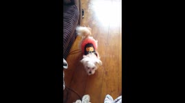 Chihuahua x powder puff jumps for toy and falls or failed back flip 